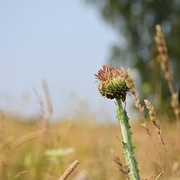 Morning on the meadow