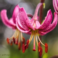 Lilia złotogłów (Lilium martagon)