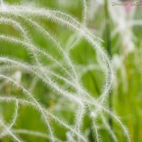 Ostnica Jana (Stipa joannis)