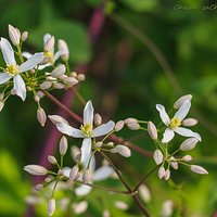 Powojnik prosty (Clematis recta)