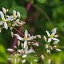 powojnik prosty clematis recta