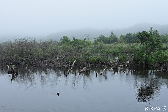 Foggy morning