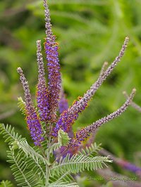 Indygowiec zwyczajny (Amorpha fruticosa)