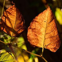 Colours of the autumn