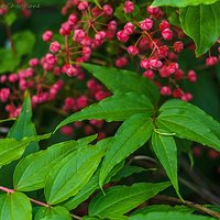 Garbownik japoński (Coriaria japonica)