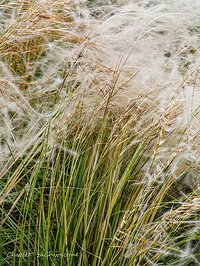 Ostnica piaskowa (Stipa borysthenica)