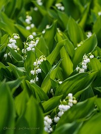 Konwalia majowa (Convallaria majalis)