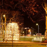 Christmas hornbeam walk