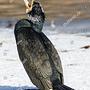 Fresh winter-time cormorant for sale