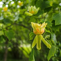 Kwiaty i owoce tulipanowca amerykańskiego