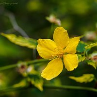 Złotlin japoński (Kerria japonica)