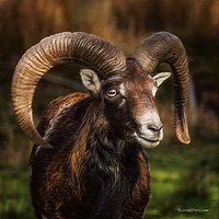 Mouflon artwork