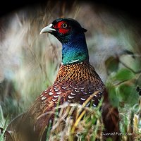 Pheasant artwork