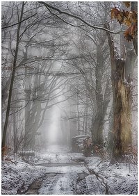 Foggy forenoon in the forest #1