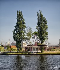 Trees in the harbor