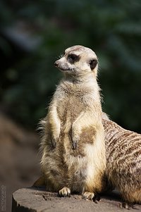 Meerkat #2