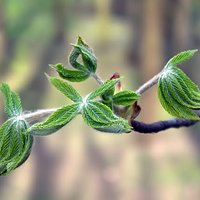 Young chestnut leaves #4