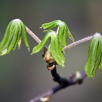 Young chestnut leaves #3