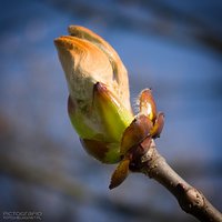 March bud #2