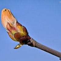 March bud #1