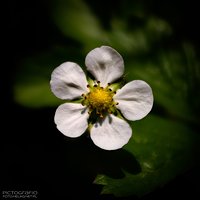 Wild strawberry flower