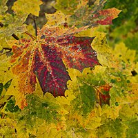 Natural colours of autumn