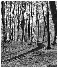 Stairs to the forest