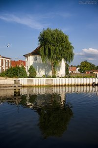 Tree in the haven