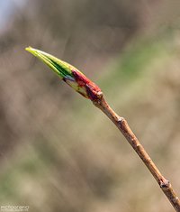 April bud #2