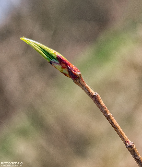 April bud #2