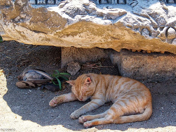 Sleeping with the dinner