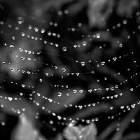 Wet web