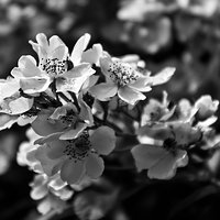 Monochrome blossom