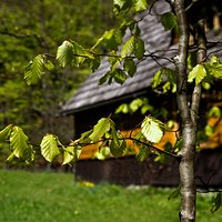 Spring in the Strążyska Valley