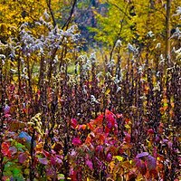 Colours of autumn