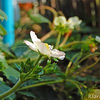 Strawberries flowers