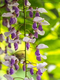 Glicynia chińska (Wisteria sinensis)