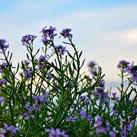 Evening with flowers and sea