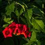 milin amerykański campsis radicans