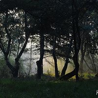 Morning in the forest