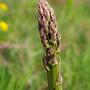 szparag lekarski asparagus officinalis