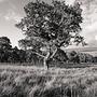 Wicklow Mountains