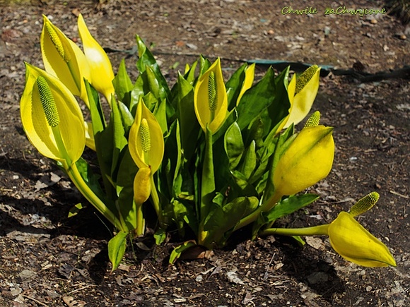 Tulejnik amerykański (Lysichiton americanus)