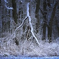 Snowy morning