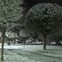 Snowy evening