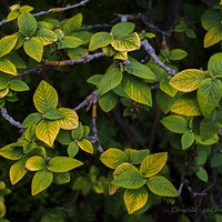 Kalina hordowina (Viburnum lantana)