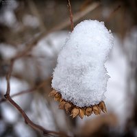 Snowy cap