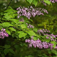 Lilak japoński (Syringa reticulata)