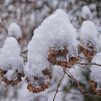 Snowy cap #3