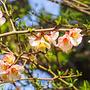 Pigwowiec katajski (Chaenomeles cathayensis)